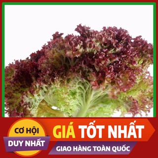 Hạt giống Xà Lách Tím