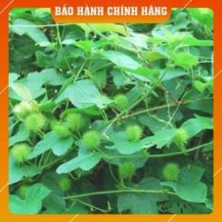 LẠC TIÊN Dược liệu tốt cho bệnh mất ngủ cực hiệu quả túi 1kg