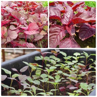 Hạt giống rau dền đỏ cao sản- dền đỏ lá tròn cao sản gói 20 gram xuất xứ Việt Nam