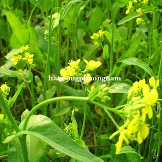 20gr - hạt giống cải ngọt ăn bông