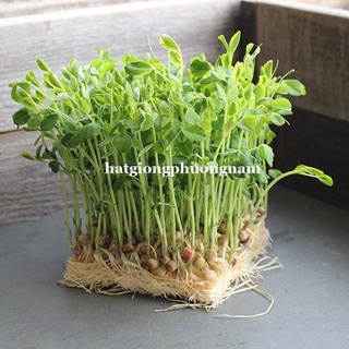 hạt giống rau mầm đậu hà lan lucky 50gr