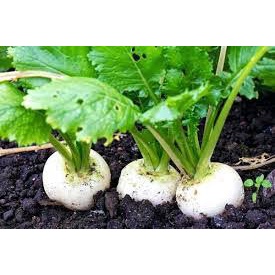 Hạt Giống Củ Cải Trắng F1 (Gói 150 hạt)-Dễ Trồng&amp;Năng Suất Cao