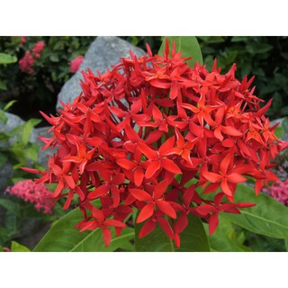 hoa mẫu đơn đỏ hồng mỹ -bầu cây lớn đang hoa