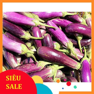 1g Hạt giống Cà tím (tặng gói Kích nẩy mầm và Hướng dẫn)