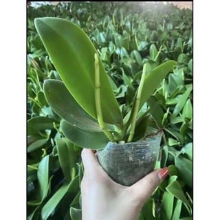[GIÁ SỐC ] HOA LAN HỒ ĐIỆP 2,3 NGỒNG hoa đại cây to khoẻ ( có cả cây giống )