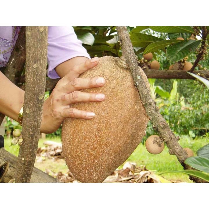 Cây SAPÔCHÊ RUỘT ĐỎ KHỔNG LỒ... 1 năm cho trái