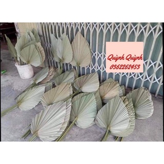 Lá cọ khô trang trí/decor