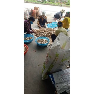 gỗ xếp, rút gỗ domino