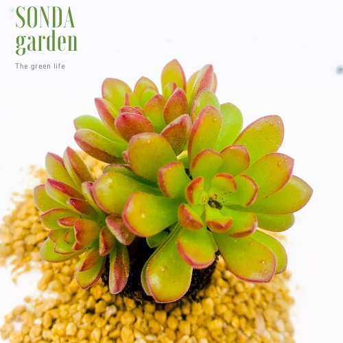 Sen đá sedum cam SONDA GARDEN size mini 2.5-4cm, xuất xứ Đà Lạt, khoẻ đẹp, lỗi 1 đổi 1