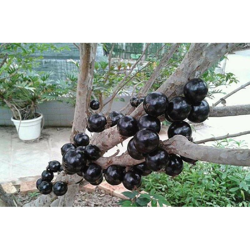 NHO THÂN GỖ TỨ QUÝ