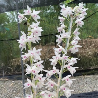 Hoa lan Trầm 5 cánh trắng DL168