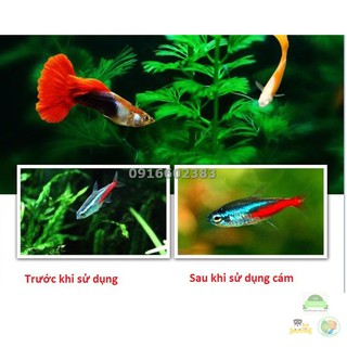 Thức ăn dạng lá Flakes atemia