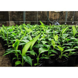 Cây giống CHUỐI GIÀ NAM MỸ ngọt thơm - hàng cây giống CHUẨN F1