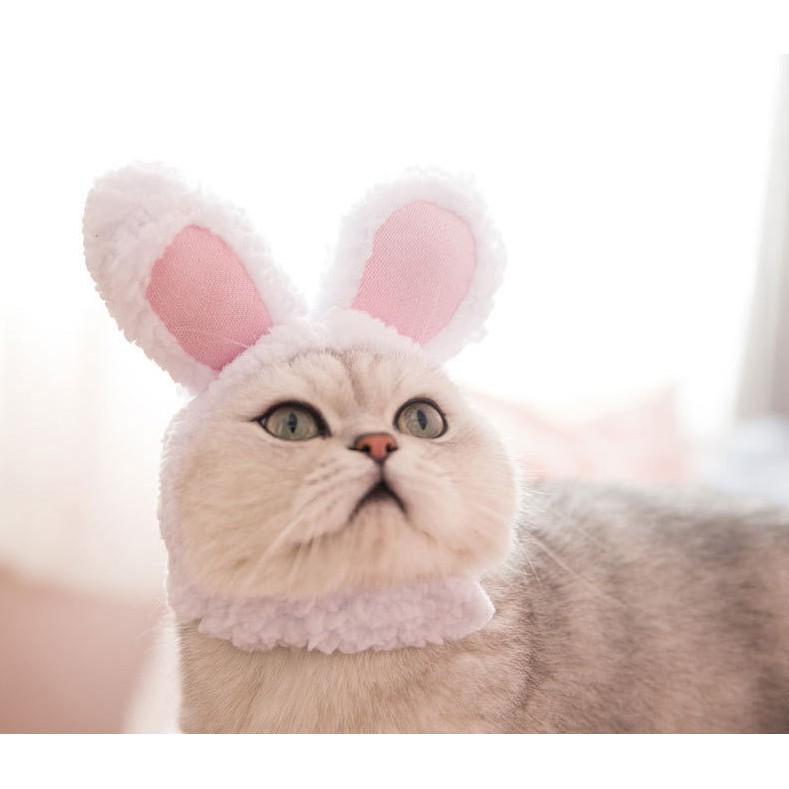 TAI THỎ ĐỘI ĐẦU CHO MÈO - SIÊU DỄ THƯƠNG