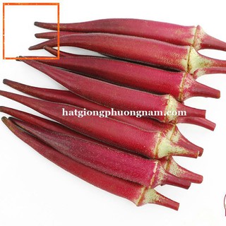 2GR - HẠT GIỐNG ĐẬU BẮP ĐỎ Hạt Giống Nông Trại Xanh