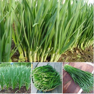 Hạt giống rau hẹ lá cao sản - gói 2gram kns2338