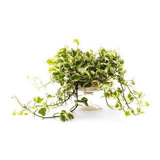 Trầu Bà Ngọc Thuỷ Chậu Treo