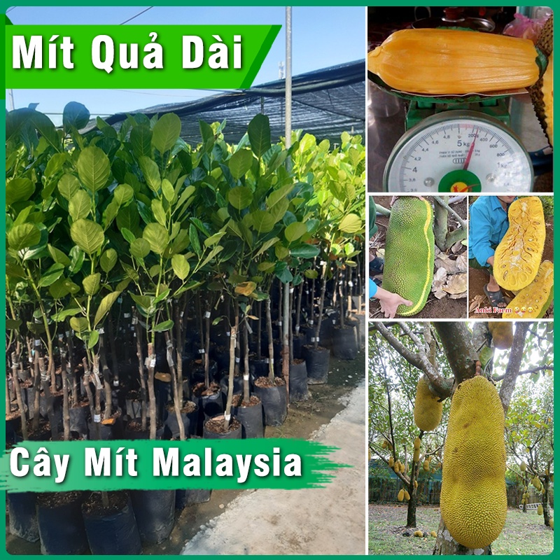 Cây Mít Malaysia quả dài giống cây kèm bầu đất chiều cao 60cm - 80cm dễ trồng & chăm sóc phát triển tốt & ít sâu bệnh