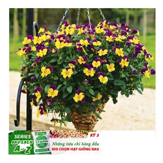 GÓI 50 Hạt Giống Hoa Pansy /Hoa Cánh Bướm Mix Nhiều Màu ĐẾN MÙA TRỒNG TẾT