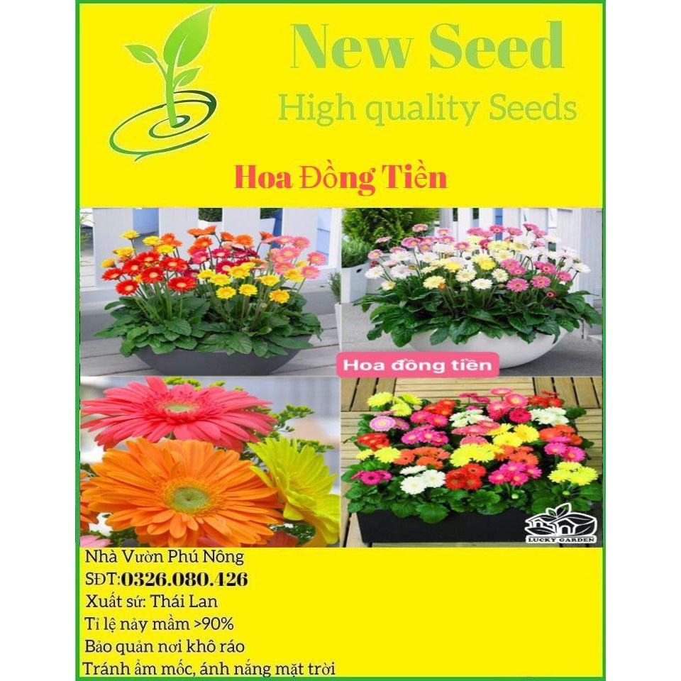 Hạt giống hoa đồng tiền F1 Loại mix màu dễ trồng hoa nở đẹp kháng sâu bệnh [ gói 50gram,100gram,200gram]
