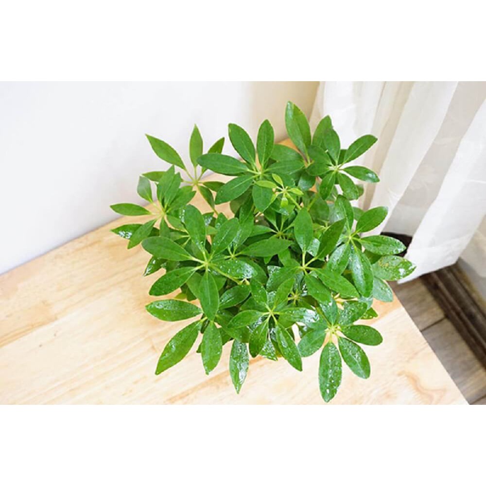 Cây Schefflera heptaphylla (Ngũ Gia Bì) chậu thủy sinh TC 2 lớp (1 thân cây)