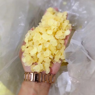 Hạt bồ mễ(tuyết liên tử)