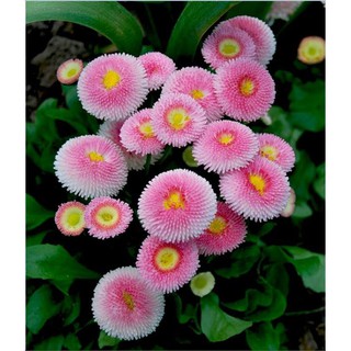 Hạt giống hoa cúc anh mix - 100 hạt (TẶNG gói kích thích hạt nảy mầm)