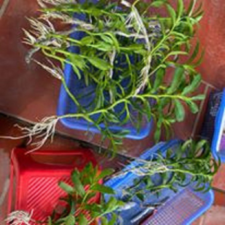 Hoa lan dã hạc-di linh( cắt từ cây mẹ,cao 20cm)+ 700g phân thỏ hữu cơ