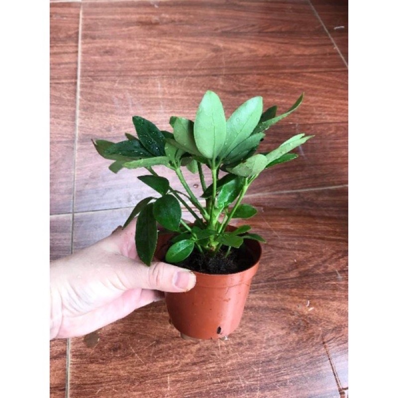 Cây ngũ gia bì- bầu đất, không chậu