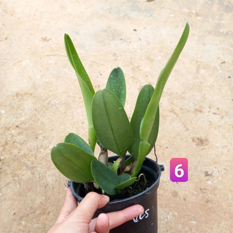 Hoa lan Cattleya Vua Cương Sơn hoa thơm