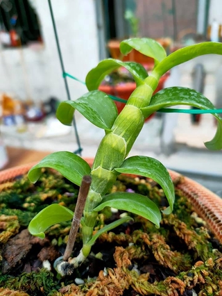 lan phi điệp đột biến 5 cánh trắng BẠCH TUYẾT (5CT) hàng tách ki cây mô cây đẹp, cam kết chất lượng