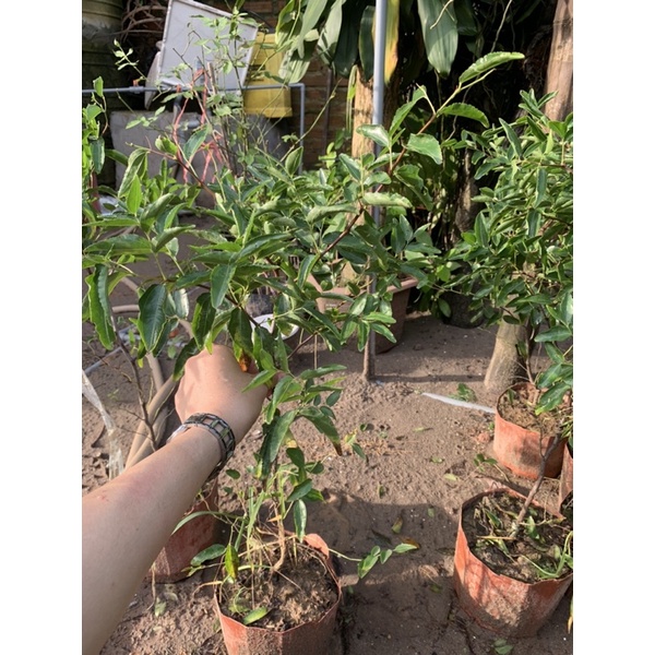 Cây hồng táo Tiger Tooth