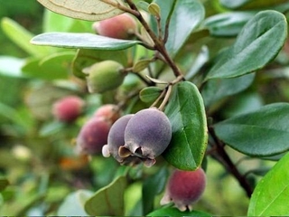 Cây giống hoa sim ăn quả