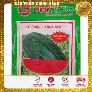 Hạt Giống Dưa Hấu cao sản - 10 Hạt