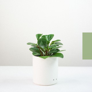 Cây trường sinh để bàn x chậu sứ cao cấp size s