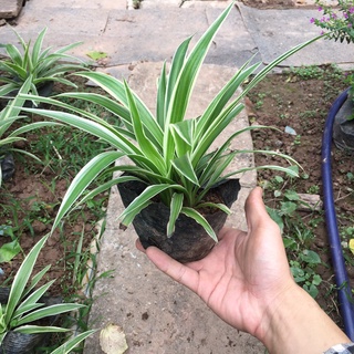 Cây cỏ chỉ trồng bầu đen tán xum