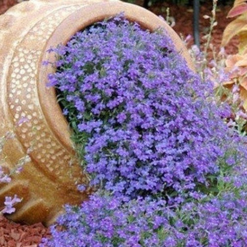 50h Hạt Giống Hoa Leo Đá Lâu Năm Chịu Hạn Aubrieta luckyseed hạt siêu rẻ