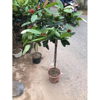 cây mẫu đơn ta