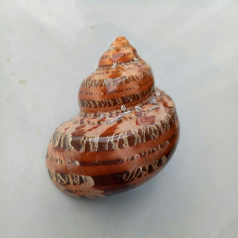 Vỏ Ốc xà Cừ - Vỏ Ốc Mặt Trăng