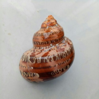 Vỏ Ốc xà Cừ - Vỏ Ốc Mặt Trăng