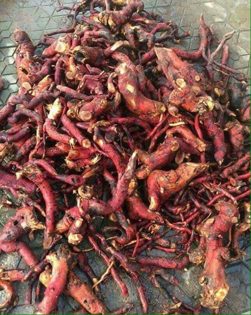 500g Cây Mú Từn - bổ thận tráng dương mạnh | BigBuy360 - bigbuy360.vn