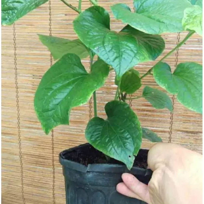 cây lá lốt