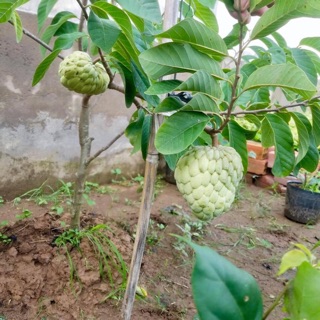 Cây na thái