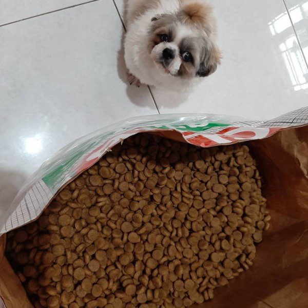 [Thức Ăn Cho Chó] Thức Ăn Royal Canin - Thực Phẩm RC Club Pro Adult (CC) (20kg) - Thương Hiệu Chính Hãng
