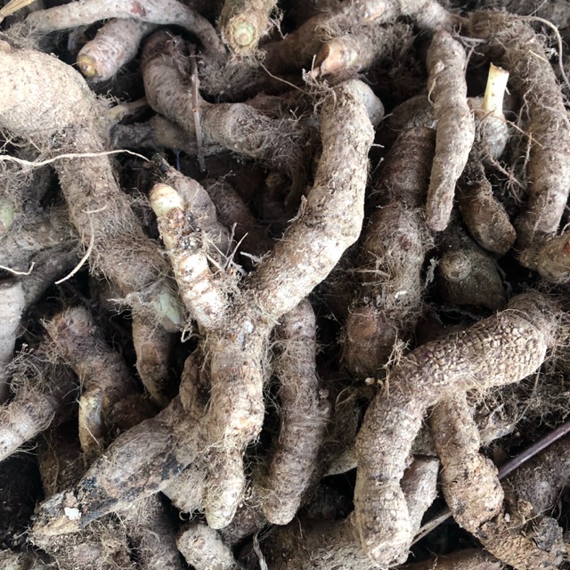 Rễ tứn khửn tươi 1kg hàng loại 1