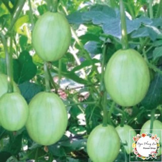 Giống dưa hấu nụ, dưa canh - gói 5 gram