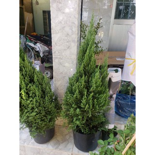 Cây Sơn Tùng( 80cm 1m) tặng kèm phân bón
