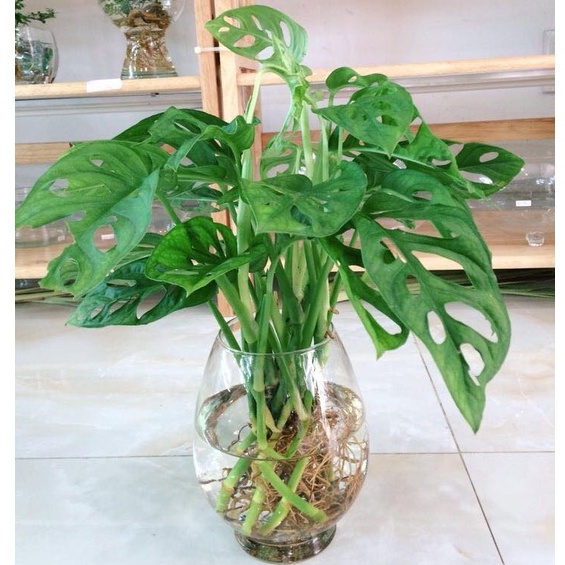 [Mã SKAMLSC28 giảm 10% tối đa 50K đơn 100K] Cây Trầu Bà Lỗ để bàn - Monstera obliqua