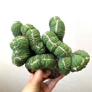 XƯƠNG RỒNG VẠN LÝ TRƯỜNG THÀNH XANH GÂN TRẮNG 12-15CM