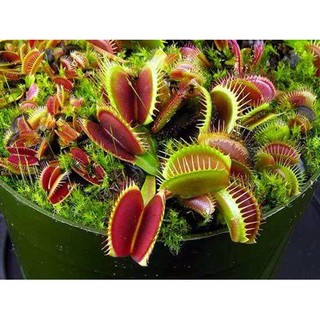 HẠT GIỐNG CÂY BẪY CẶP